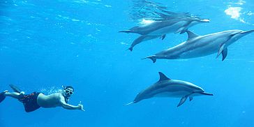 Exclusive Day Package - Swimming with Dolphins, Lunch & Quad